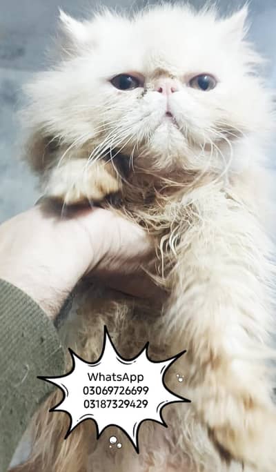 Peki Face Young male CFA PEKE/PIKI BLOODLINE Exotic cat