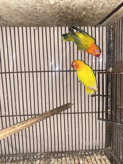 I’m offering lovely, well-cared-for birds to loving homes