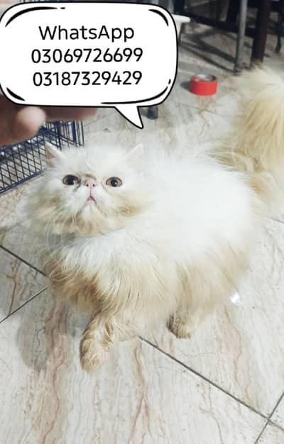Peki Face Young male CFA PEKE/PIKI  BLOODLINE exotic cat