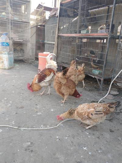 Eggs laying young healthy active hens lohman brown cross breed