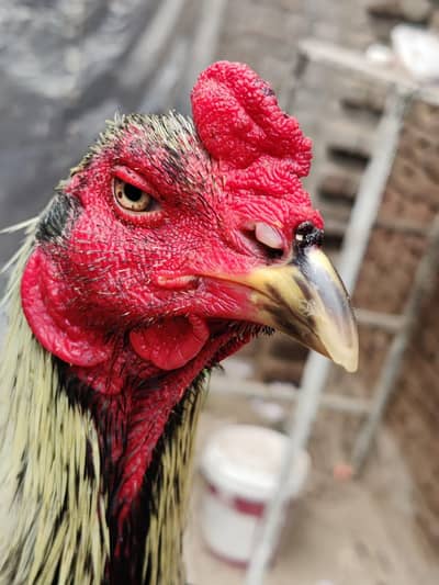 Long height Thai pakoye& burmi cross jawa.      Lakha pure burmi