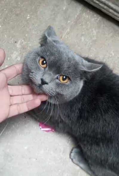 British Shorthair Stud Male Available for Sale