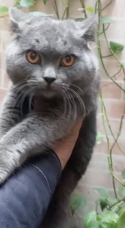 British Shorthair Stud Male Available for Sale