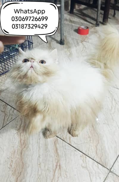 Peki face Young male CFA PEKE/PIKI BLOODLINE exotic cat