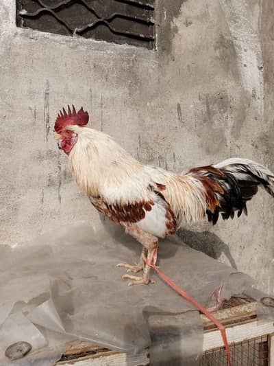 Pure desi breeder murga hai