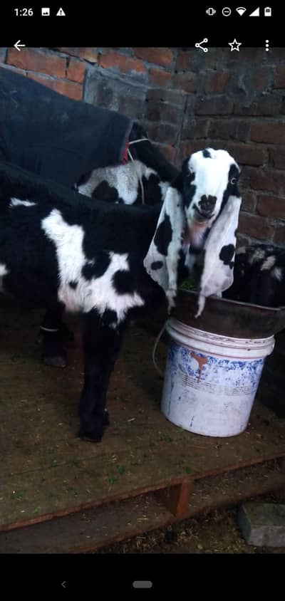 dasi bakra bacha  03234438191