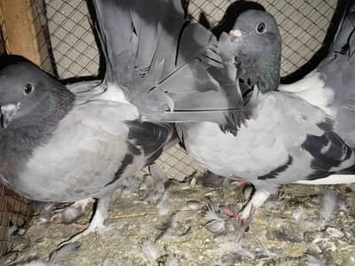 Fancy Lucky Phatty Phattiyan