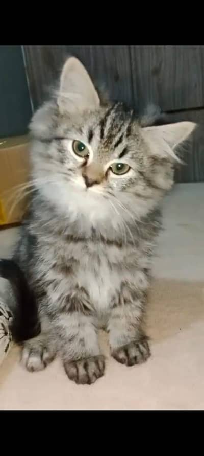 two male persian cats tripple coat hazle eyes