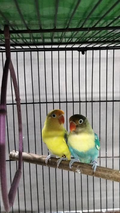 love birds for sale
