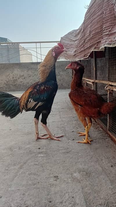 aseel jawa murga or aseel murgi