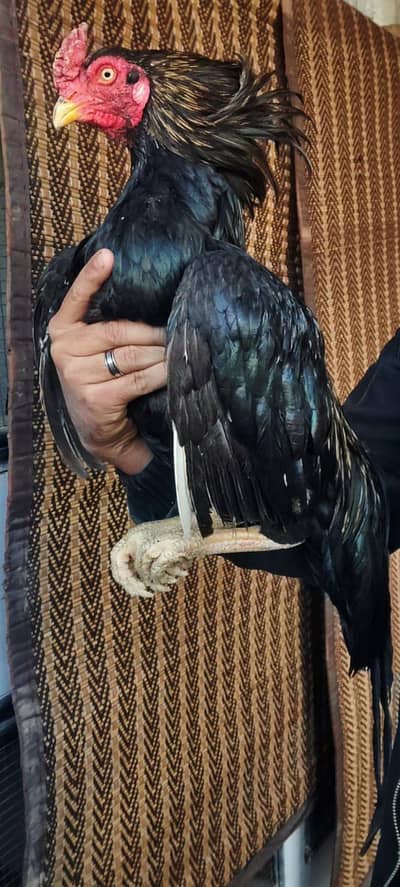 ASSALAMUALAIKUM ALL TOP QULITY ASEEL BRIDS