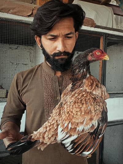 ASSALAMUALAIKUM ALL TOP QULITY ASEEL BRIDS