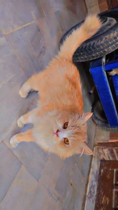 Persian Cat With 4 Kitten
