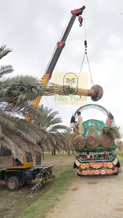 Date Palm Tree | Khajoor ke Podey