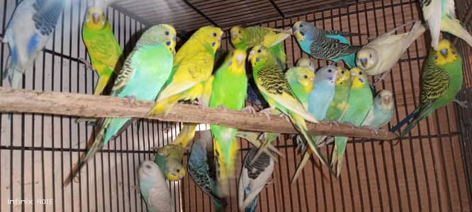 02472160450 Australian budgies adult n young