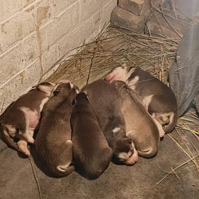 sibren husky puppy fulfy coat odeye health and active