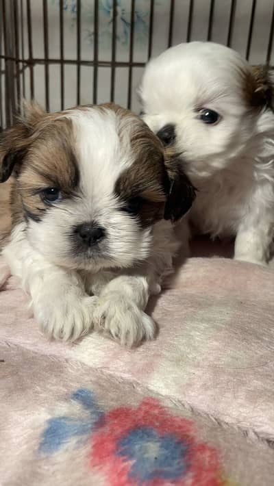 Shih tzu puppy adult and female for sale