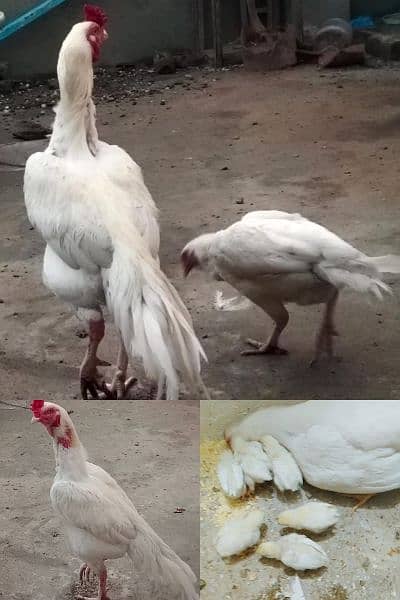 Herra Aseel chiks 03115289256