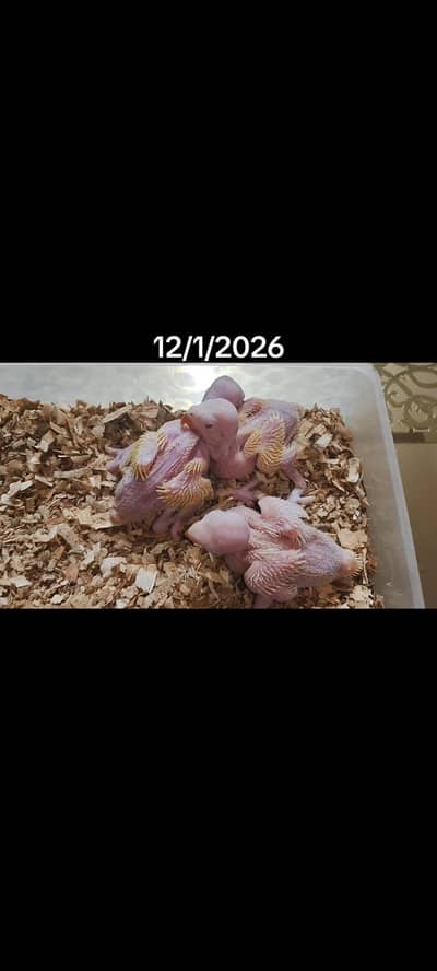 yellow and white chicks