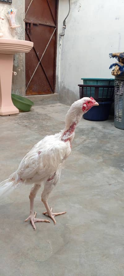 Heera aseel patha paper white