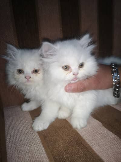 Pairs Of Persion Kittens
