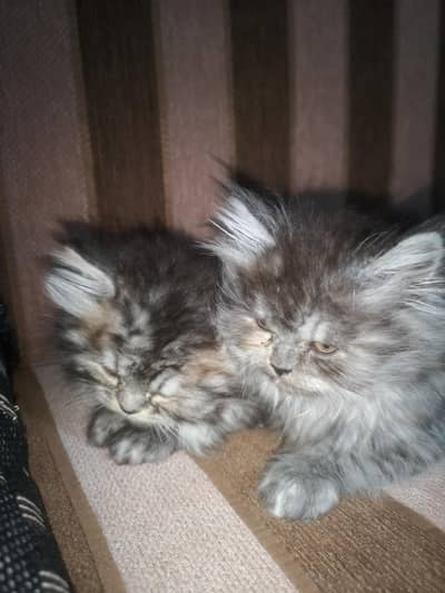 Pairs Of Persion Kittens