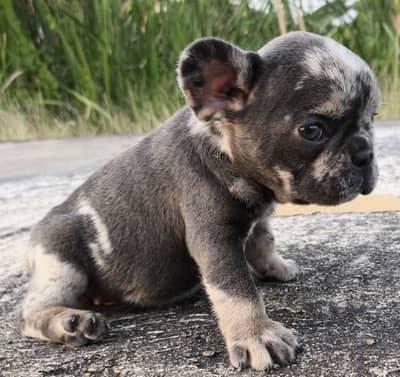 Freanch bulldog puppy for sale