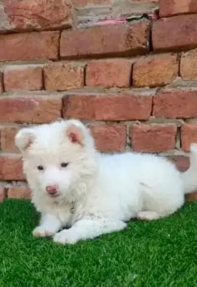 Russian puppy dog for sale only Whatsapp number 03327945291