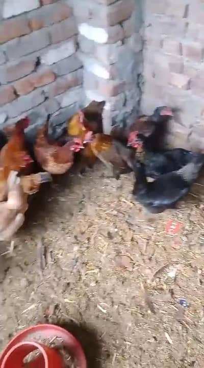pure Desi hens Desi hens egg lying mugra male female misri mugri