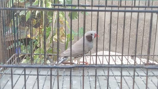 Black breasted Zebra Finch