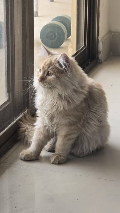 4 month old male cat for sale  along with litter tray and reflex feed