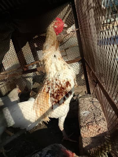 aseel Heera cros patha age 10 month