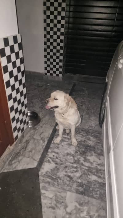 Male Labrador for sale