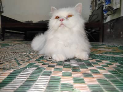 semi punch face Persian cat up for adoption, contact +92/3241655798