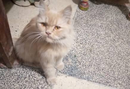 urgent sale_persian creme color cat (fluffy) with golden eyes