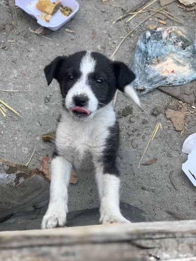 khata peeta moota tazza dog ha