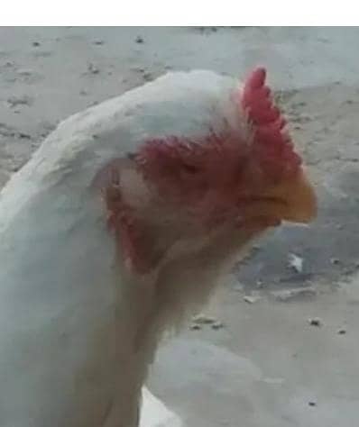 vip old balad  breed