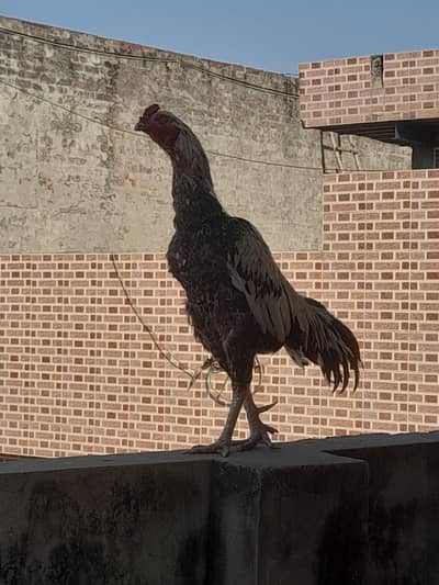 achy jur m ha murga full fughter blood line read discription