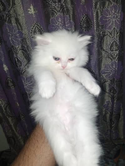 Persian kitten