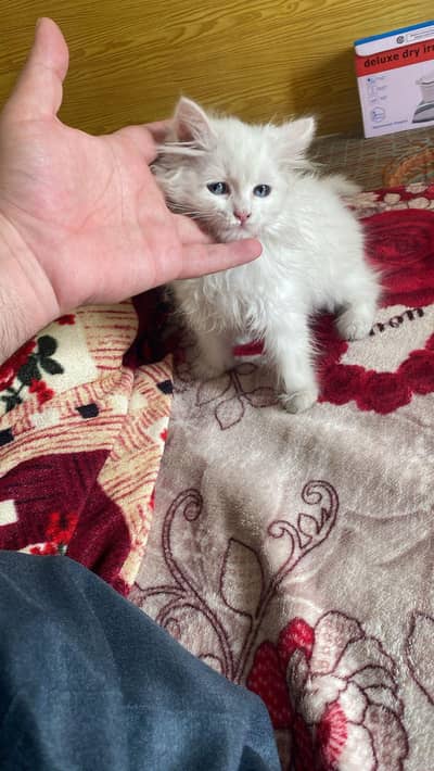 Persian triple coated kitten blue eys