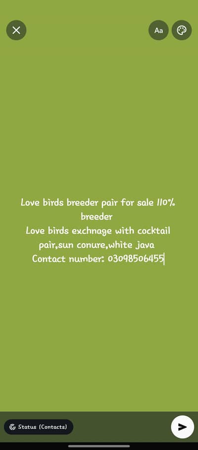 love birds sale exchange possible with cocktail