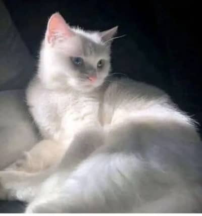 Pure Persian Double Coat Odd Eye Cat for Sale – With Free Accessories