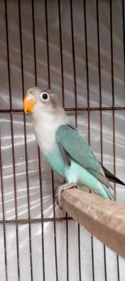 Love bird pair with breding box kikr