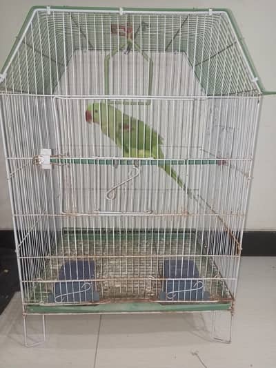 RAW PARROT  with cage