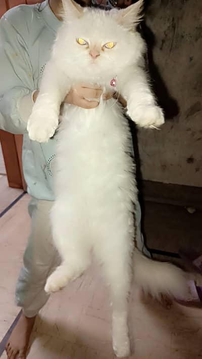 Persian Female cat