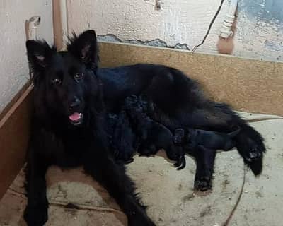 Pedigree long coat black gsd pups