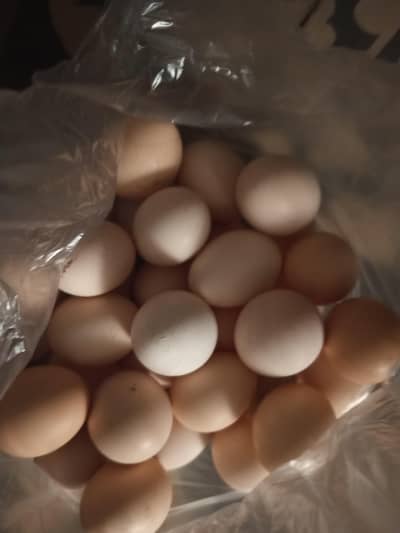 Desi eggs for sell