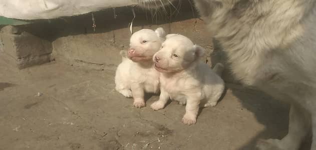 Russian pista zero size male puppies  pure white  WhatsApp 03249880398