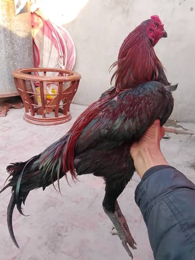 burmi plus vatenam male