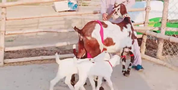 3 Bacchon Ka Sath Desi Bakri For Sale/ 03221442364